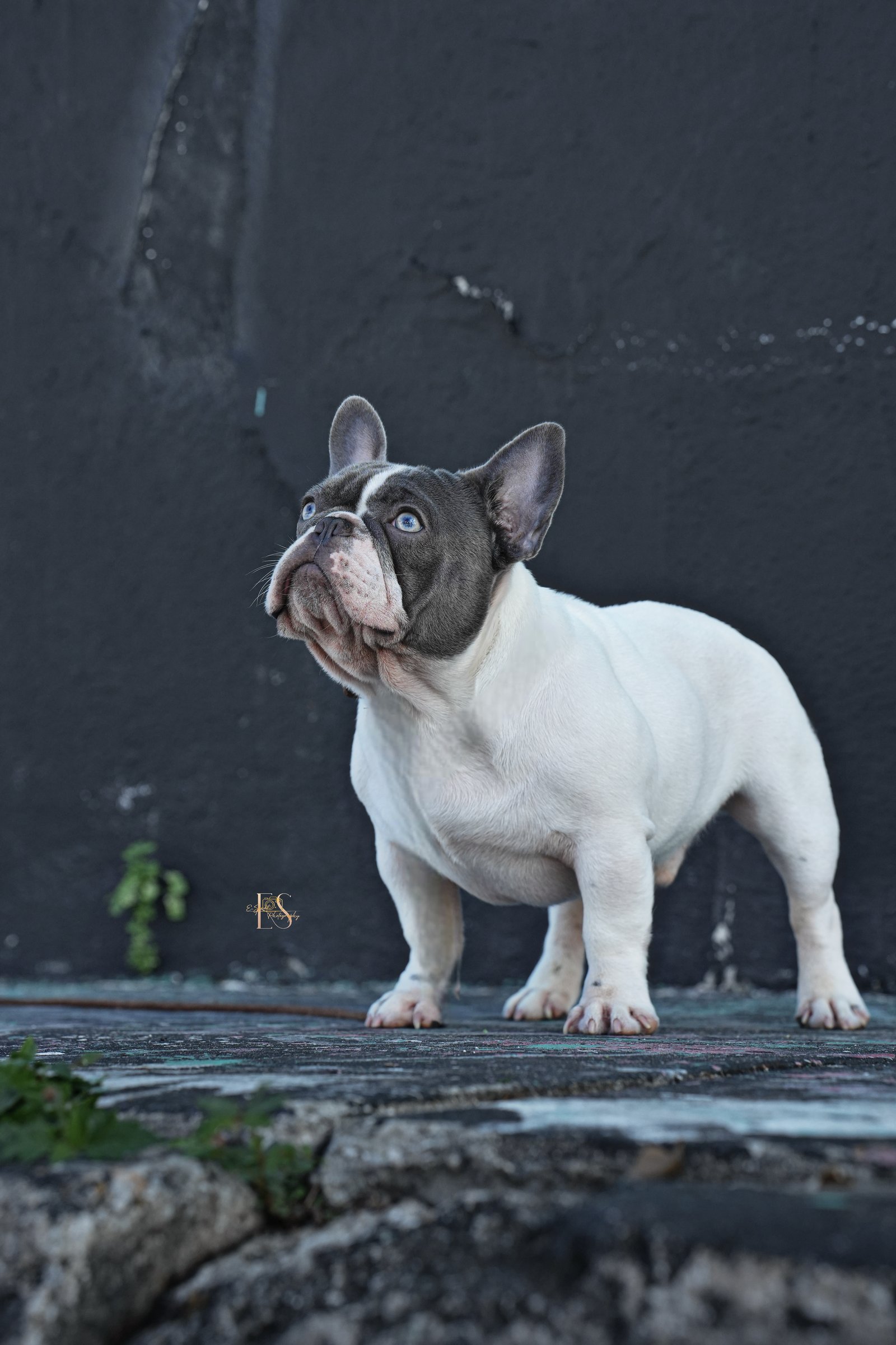 French Bulldog Stud Bandit